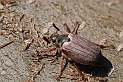 Cockchafer - A